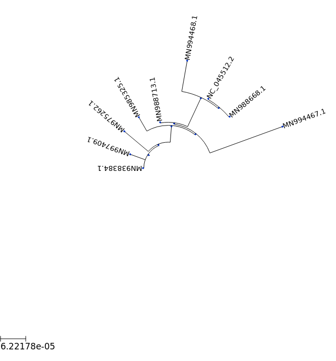 ../_images/examples_coronavirus_analysis_multiple_sequence_alignment_and_tree_building_17_0.png
